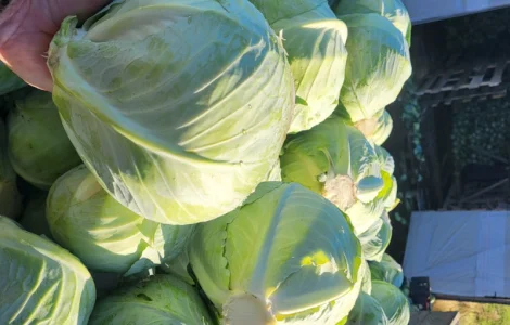 Продам капусту Агресор