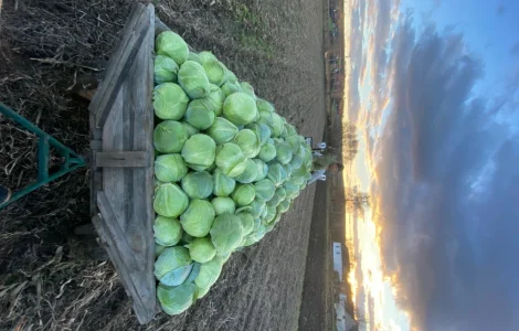 Продам капусту на зберігання