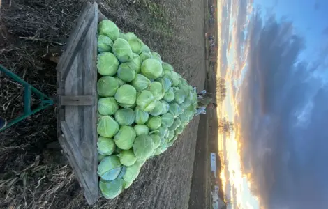 Продам капусту на зберігання