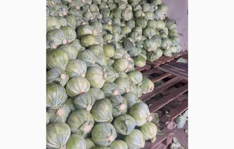 Продам капусту Сторідор