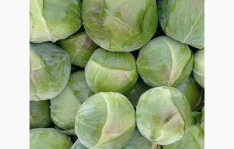 Продам капусту! Сорт Агрессор