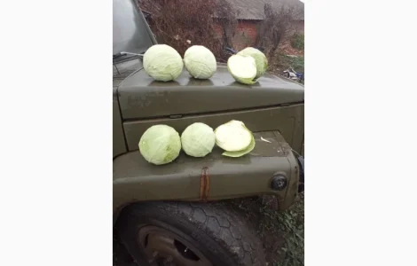 Продам капусту. Агресор