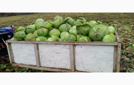 Продам середньо-пізню капусту Агрессор