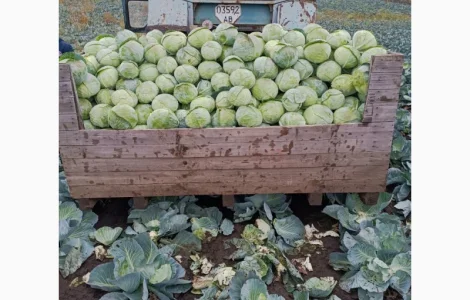 Продам капусту агресор