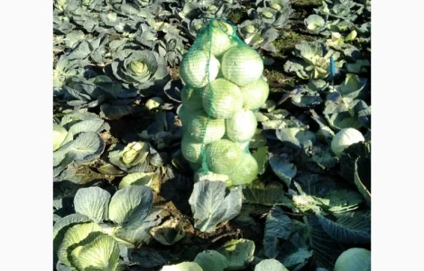 Продам капусту Агресор від 1-3 кг