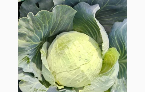 Продам капусту