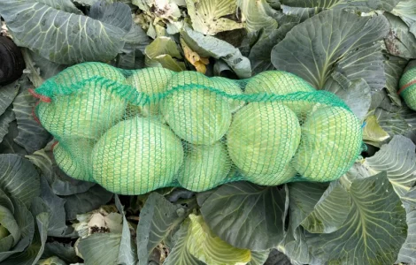 Продам капусту Агрессор