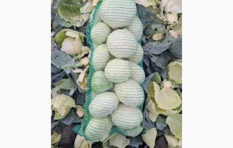 Продам капусту оптом з поля сорт Агресор