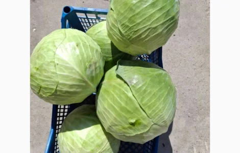Продам капусту