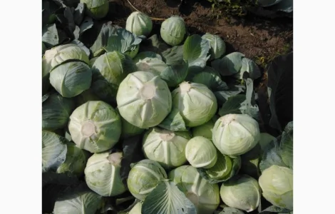 Продам капусту сорт Агрессор от производителя