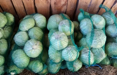 Продам капусту