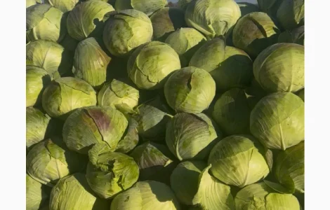 Продам капусту з поля Терміново сорт агресор