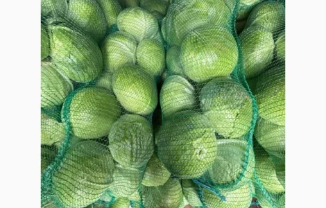 Капуста агресор і саксесор гарної якості