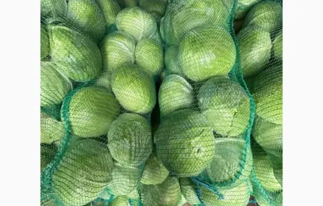 Капуста агресор і саксесор гарної якості