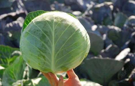 Продам позднюю капусту сорта Бригадир-Вісконт