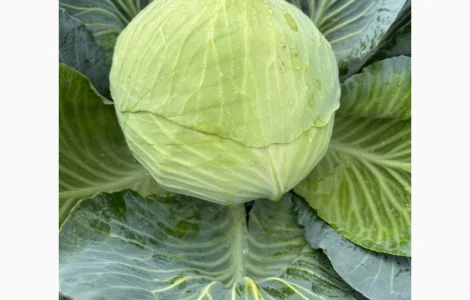 Продам капусту саксесор і агресор