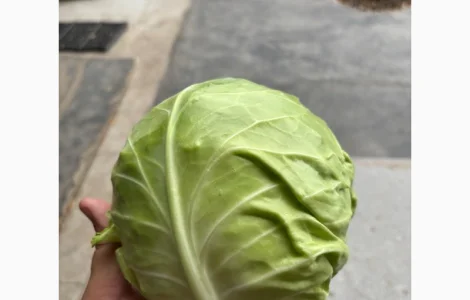 Молода капуста