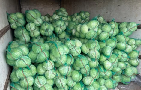 Капуста агрессор