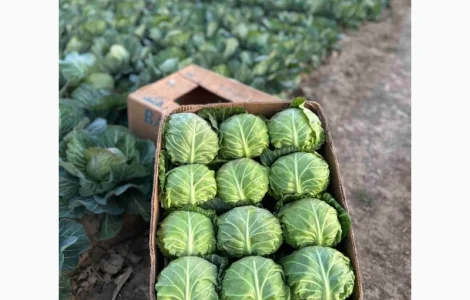 Капуста Закарпаття