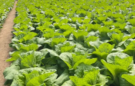 Пекінська молода капуста Закарпаття