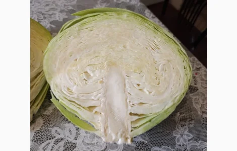 Продам капусту Агресор на переробку