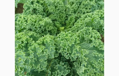 Продам.Свіжа капуста Кале(Kale) – суперфуд прямо з поля! Еко-продукт. Урожай 2025