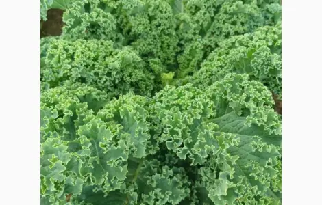 Продам.Свежая капуста Кале(Kale) – суперфуд прямо с поля! Эко-продукт. Урожай 2025