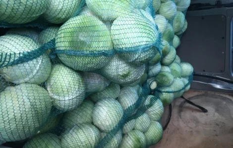 Продам капусту гибрид Агрессор