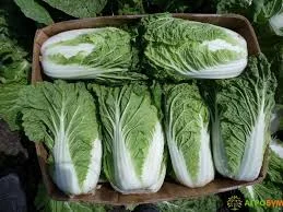 Пропонуємо до продажу пекінську капусту врожаю 2025 року