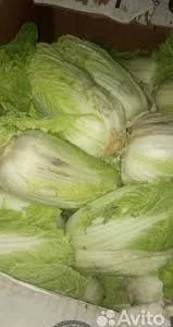 Пропонуємо пекінську капусту великим і дрібним гуртом. Продукція вирощена без нітратів