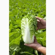 Пропонуємо якісну пекінську капусту урожаю 2025 року з господарств