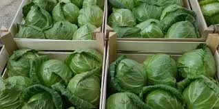 Фасована молода капуста 2025 | Безпосередньо з господарства | Від 10 тонн