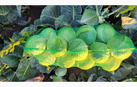 Капуста з поля