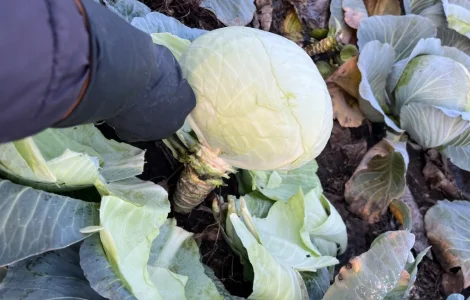 Продам капусту