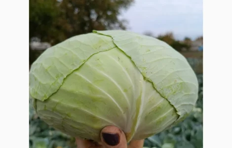 Продам капусту агрессор