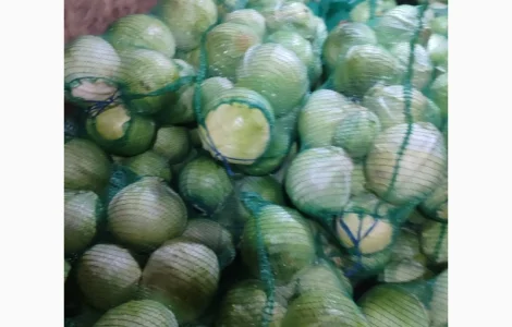 Капуста білокачанна