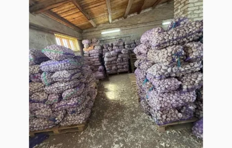 Продам товарний часник у сітках по сортований