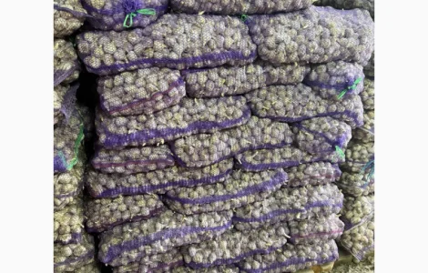 Продам невеликий часник розміром 3+ товарний та для посадки