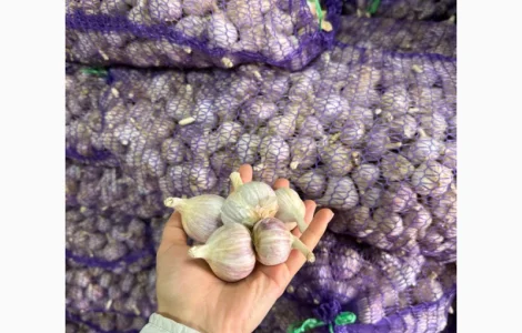 Продам товарний часник любаша фракції 3-4