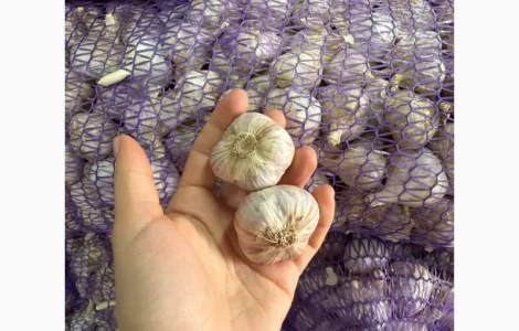 Продам часник фракція 4 см/товарний/посадковий/на експорт