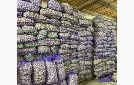 Продам часник 3+/чеснок/товарний/на посадку/продам тону часнику