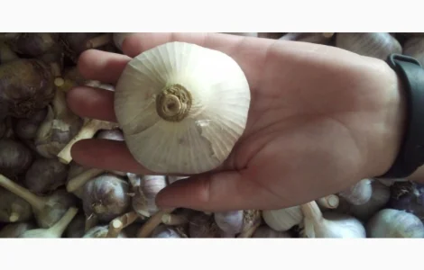 Продам часник