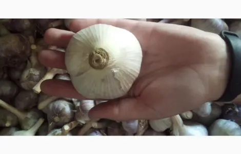 Продам часник