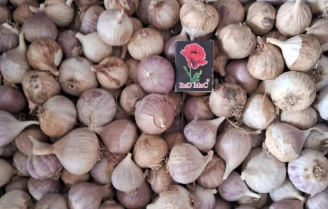 Продаю однозубку часнику сорт Любаша