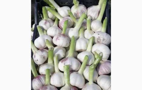 Часник молодий