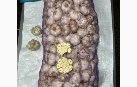 Ярий часник на посадку