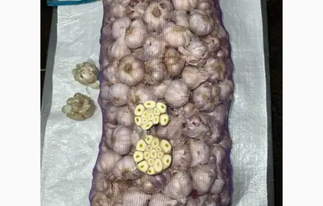 Ярий часник на посадку