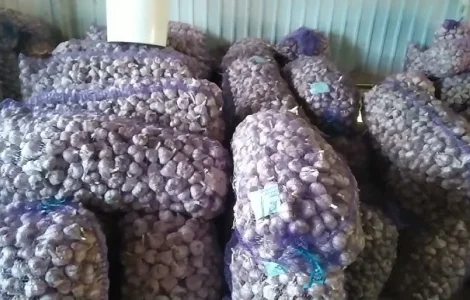 Продам часник 3/5/10/20 тон