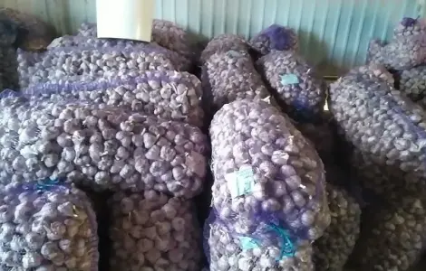 Продам часник 3/5/10/20 тон