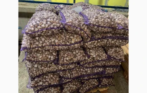 Продам часник на переробку або для загального харчування